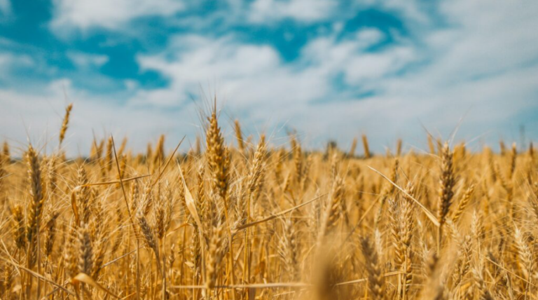 Espigas maduras de trigo da safra 2025/26 em campo aberto