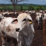 Boiada em pasto durante o dia, representando a produção de gado de corte relacionada ao mercado do boi gordo no Brasil.