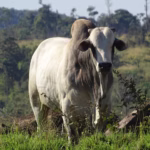preço do boi gordo