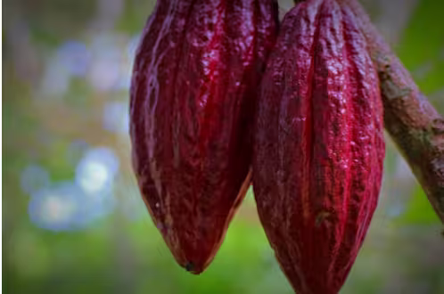 Par de frutos de cacau de coloração roxo-escura pendurados no galho da árvore, destacando a colheita nos municípios produtores de cacau no Pará.