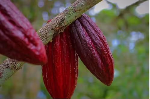 Três frutos de cacau roxos e maduros pendurados em um galho, evidenciando a relação entre o clima e produção de cacau no Pará.