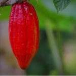 Fruto de cacau grande e avermelhado ao lado de um fruto jovem no galho, ilustrando a aplicação prática da metodologia de previsão de safra de cacau.
