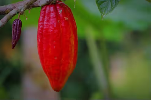 Fruto de cacau grande e avermelhado ao lado de um fruto jovem no galho, ilustrando a aplicação prática da metodologia de previsão de safra de cacau.