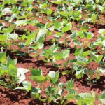plantação de soja