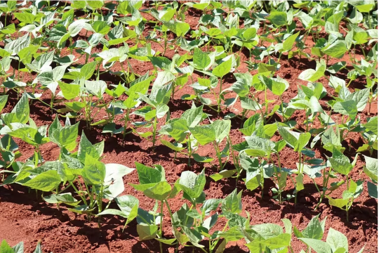 plantação de soja