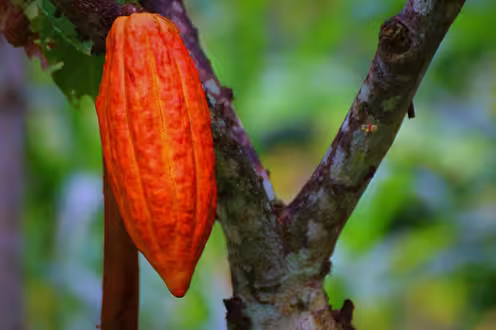 Fruto de cacau maduro e alaranjado preso ao tronco do cacaueiro, representando a produtividade da safra de cacau no Pará